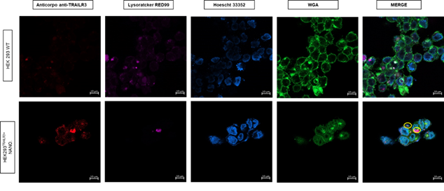 Figure 6: Representation of nanoparticle internalization and endosomal escape